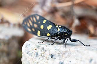 Spotted Cicada(Gaeana maculata) Perched on a Stone in Natural Habitat.