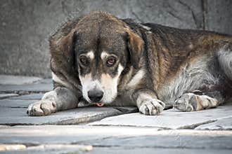 Sad dog