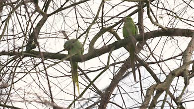 Pair of Rose-ringed Parakeets Preening on Bare Tree Branches