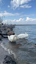 White swans swimming in blue water - couple preening feathers