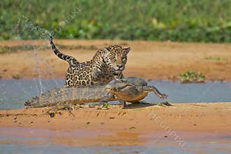 Jaguar attacking cayman