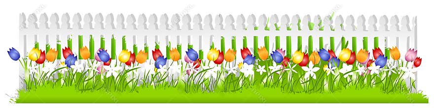 Row Tulips White Picket Fence