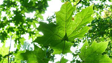 Foliage through the rays