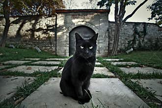 Black Cat