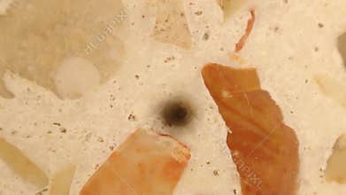 Dying housefly spinning on its back after pesticide poisoning – insect die