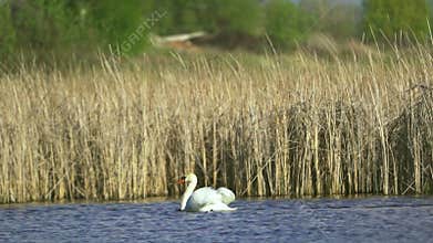 Mute swan (Cygnus olor). A white swan swims in a pond.