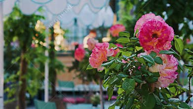 Pink climbing roses in pots at an o