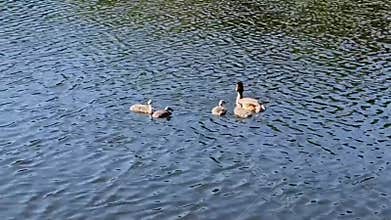 Great Crested Grebe with Chicks Gliding on Calm Water