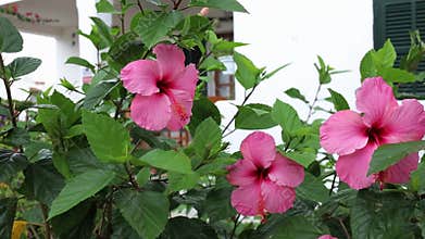 Pink hibiscus bushes with big blooming flowers swaying on the wind close up. Piece of small garden on Mallorca island in Spain