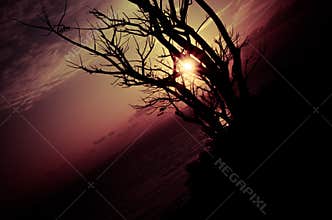 Twilight\'s Embrace: The Final Glow Beneath a Silhouetted Sky