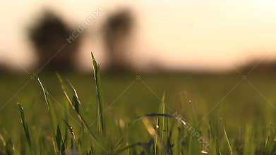 Landscape with grass blowing by the wind