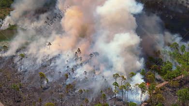 Florida forest consumed by uncontrolled wildfire, with fierce flames and heavy smoke rising into the dry sky.