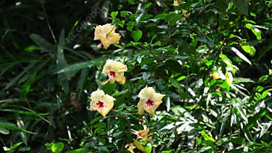 White hibiscus flowers in the garden.
