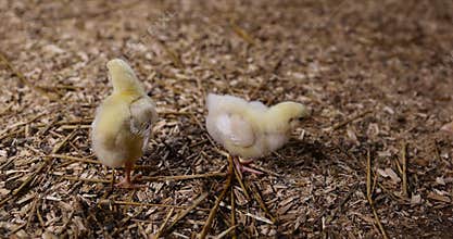 chicken chicks about three days old in yellow fluff in the