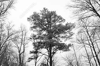 Winter in the forest