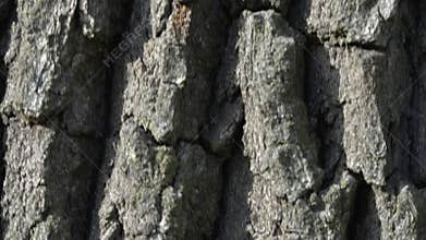 Oak bark texture.