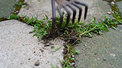 Removing Weeds From Pavement Cracks Using a Weeding Fork Tool
