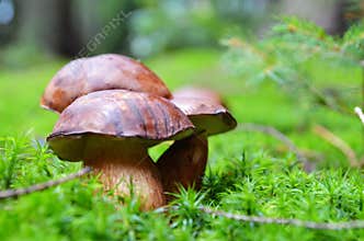 Family of tree Mushrooms in the moss