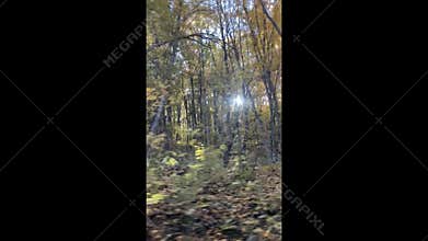 Autumn forest trees, moving through serene nature with sunlight, vertical video