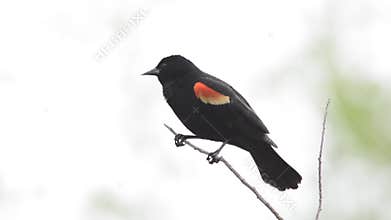 Red-winged blackbird calling