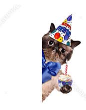 Birthday cat .