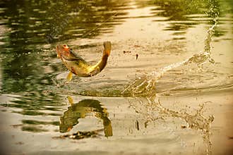 Successful fishing moment