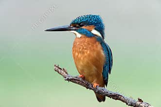 Kingfisher