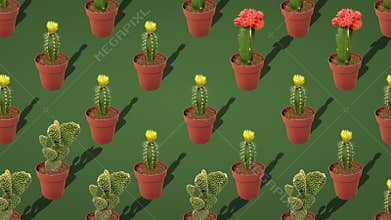 A variety of cacti in terracotta pots on a green background