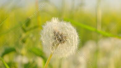 Dandelion in a spring field