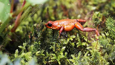 Poison dart frog feeding