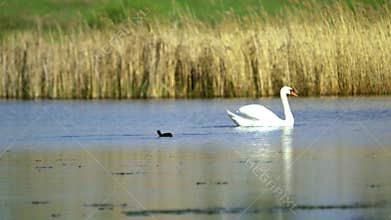 Mute swan (Cygnus olor). A white swan swims in a pond and waves its tail. Slow motion