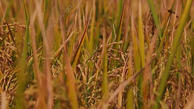 Mature rice grains in a golden paddy field