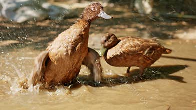 Brown cute ducks cleaning and preening feathers in muddy water