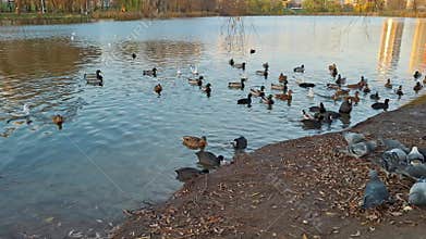 Birds on pond. Three types of waterfowl - ducks, gulls, coots, pigeons on shore