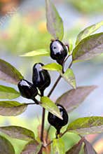 Black fruits grow on a vibrant chili pepper plant in a green garden under soft sunlight during the day