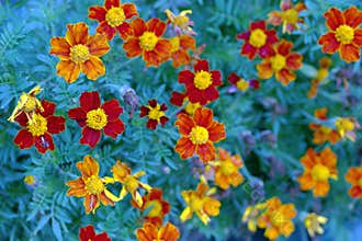 Colorful marigold flowers blooming in a garden during spring season creating a vibrant landscape