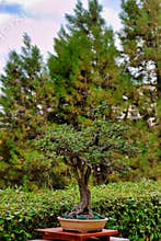 Vibrant bonsai tree showcased in serene garden setting amidst lush greenery and tall trees
