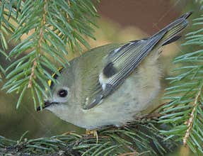Goldcrest (Regulus regulus) perched on branch
