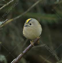 Goldcrest (Regulus regulus) perched on branch