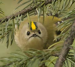 Goldcrest (Regulus regulus) perched on branch