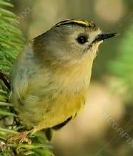 Goldcrest (Regulus regulus) perched on branch