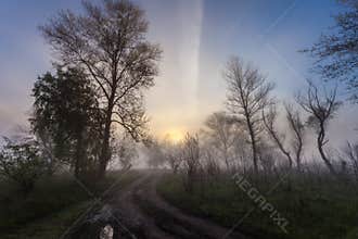 Foggy landscape with a tree silhouette