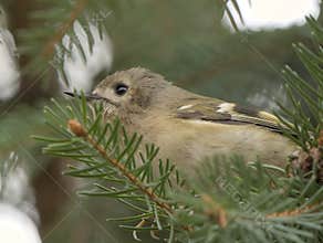 Goldcrest (Regulus regulus) perched on branch