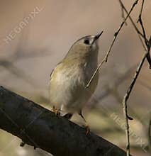 Goldcrest (Regulus regulus) perched on branch