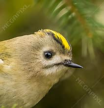 Goldcrest (Regulus regulus) perched on branch