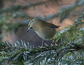 Goldcrest (Regulus regulus) perched on branch
