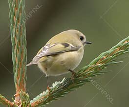 Goldcrest (Regulus regulus) perched on branch