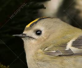Goldcrest (Regulus regulus) perched on branch