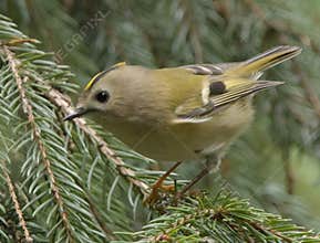Goldcrest (Regulus regulus) perched on branch