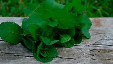 Peppermint essential oil in the garden. Selective focus.